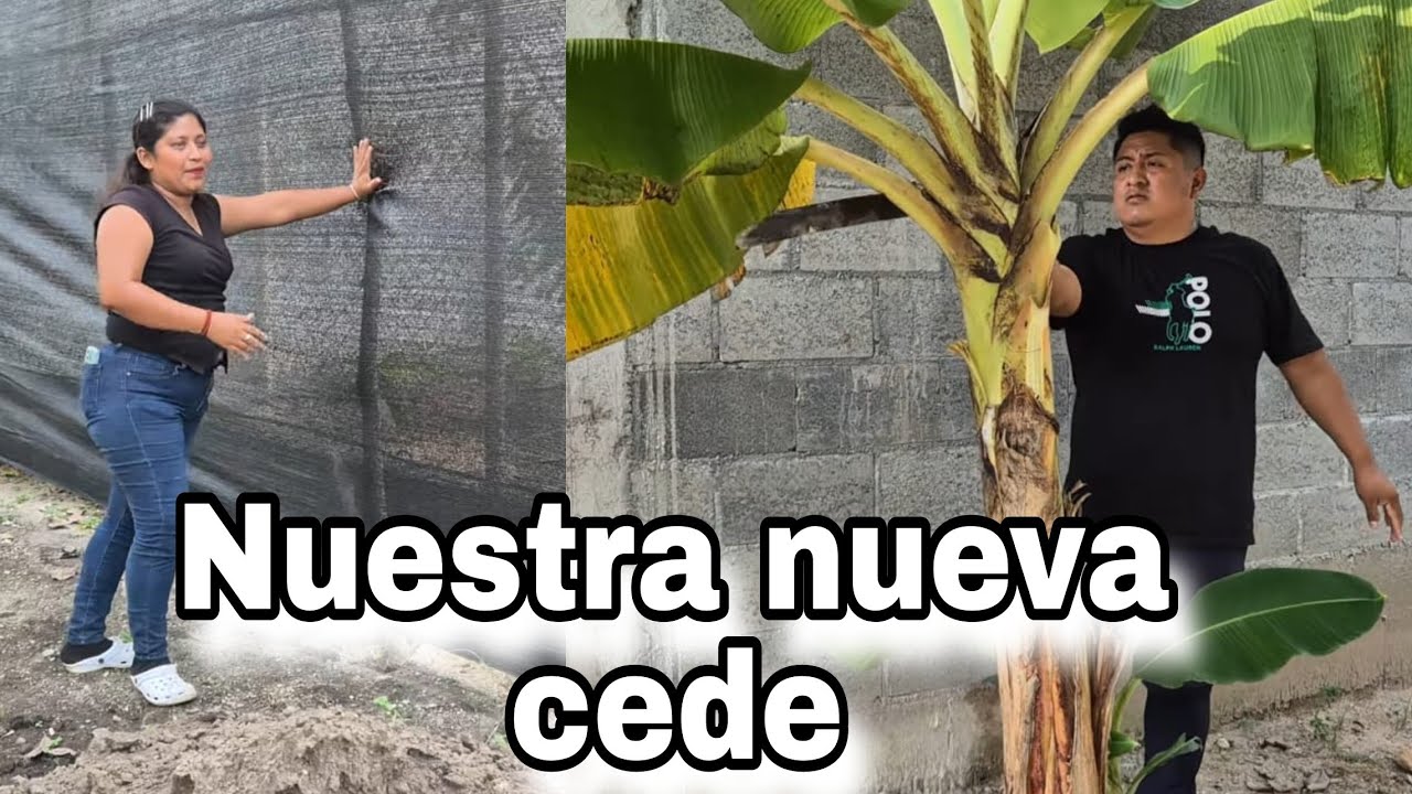 WILDER vota Todos los árboles : Esta será la Nueva Cede de Videos Chapin 🏠