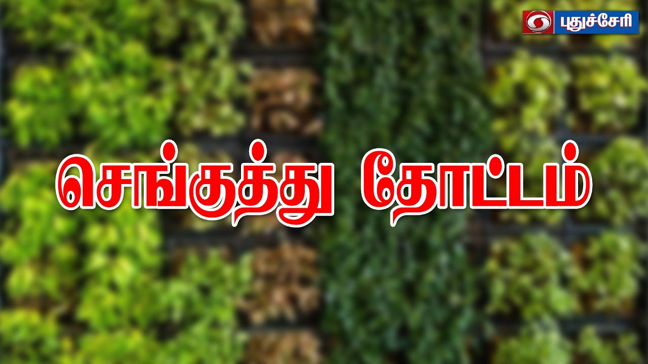 செங்குத்து தோட்டம் | 07.02.2022