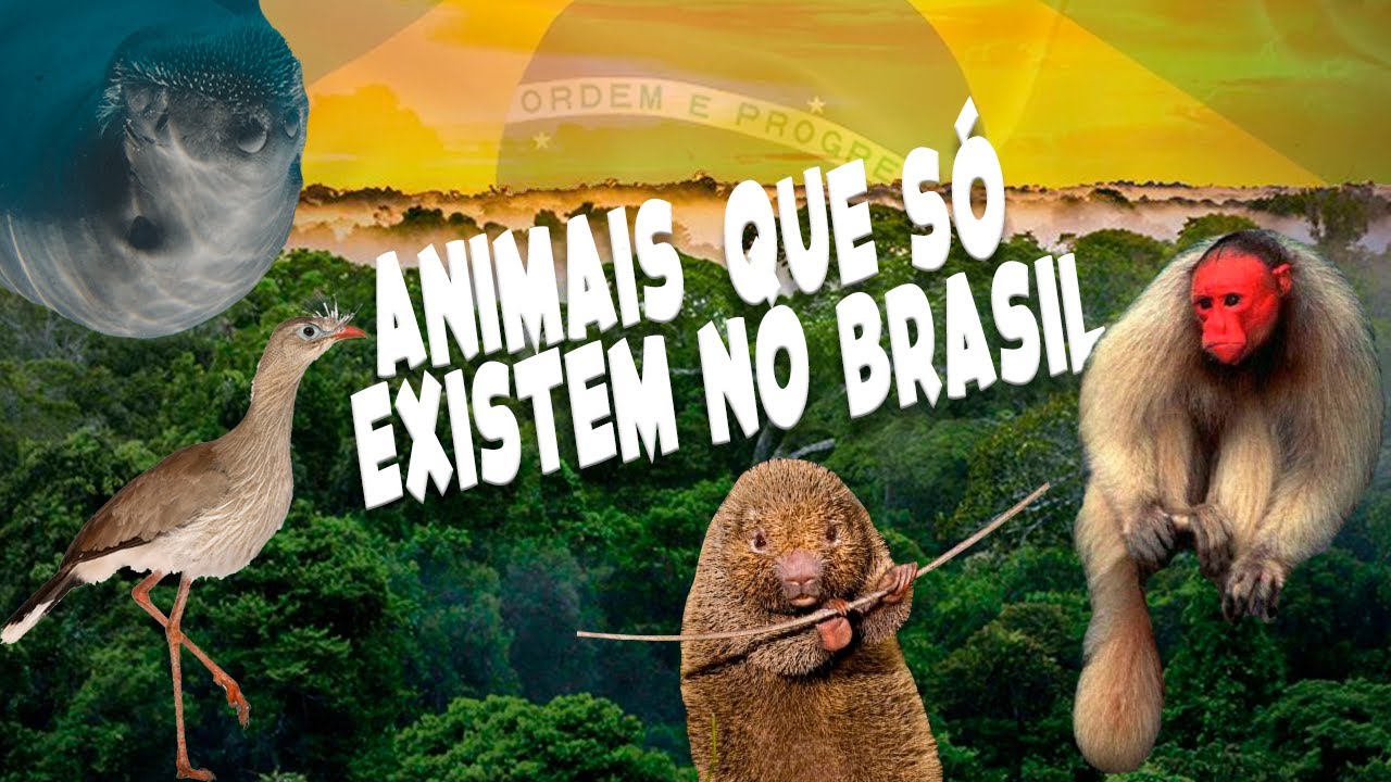 10 Animais que s&oacute; existem no Brasil!