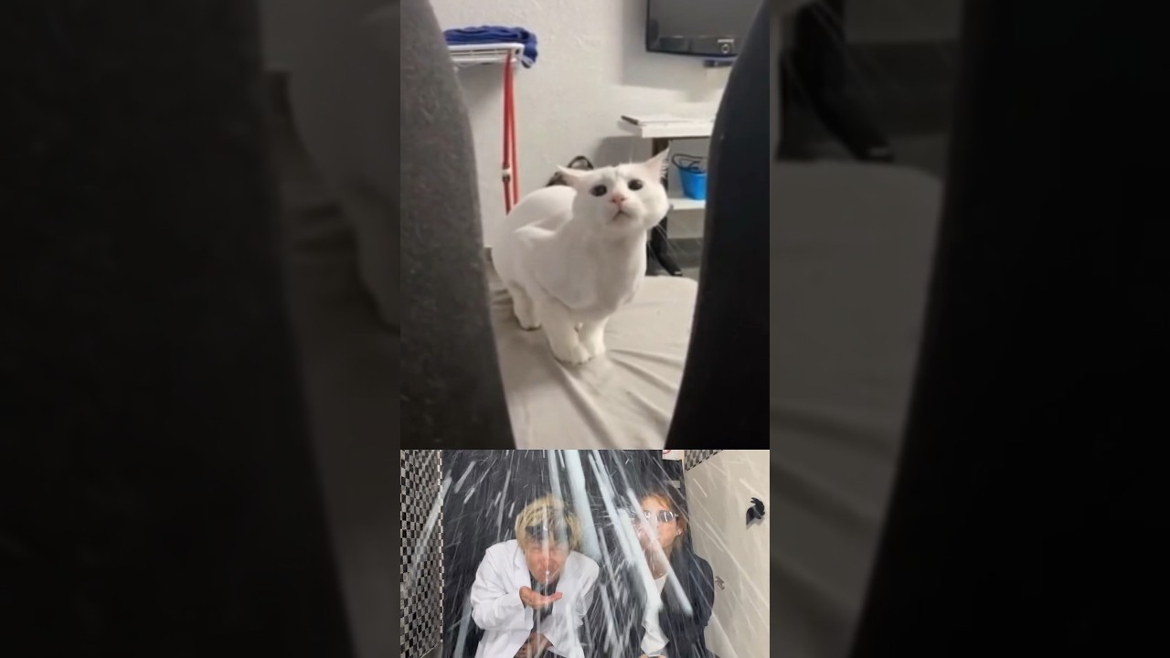 プロ意識が高すぎるモデル猫がヤバすぎるwww