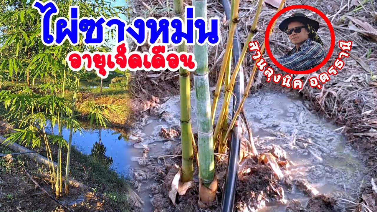 ไผ่ซางหม่น อายุเจ็ดเดือน.@LungNickUdonthani 