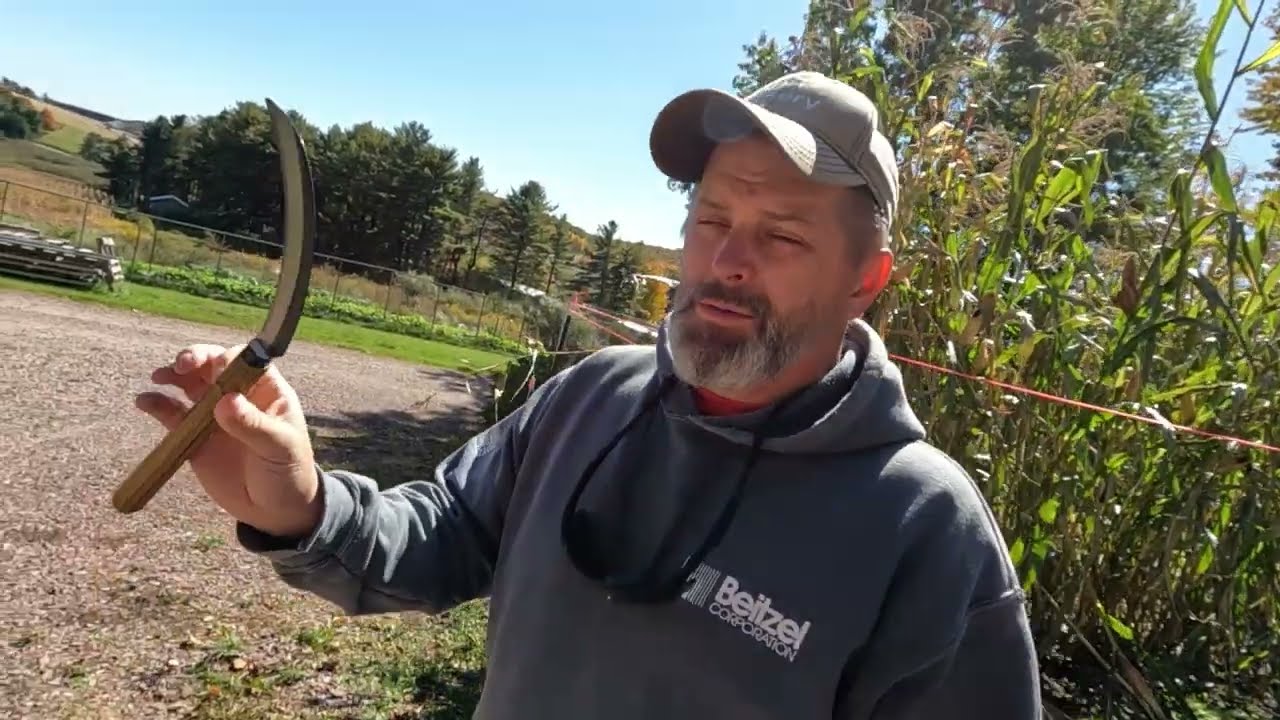 Harvest of our Jimmy  Red (grain corn)