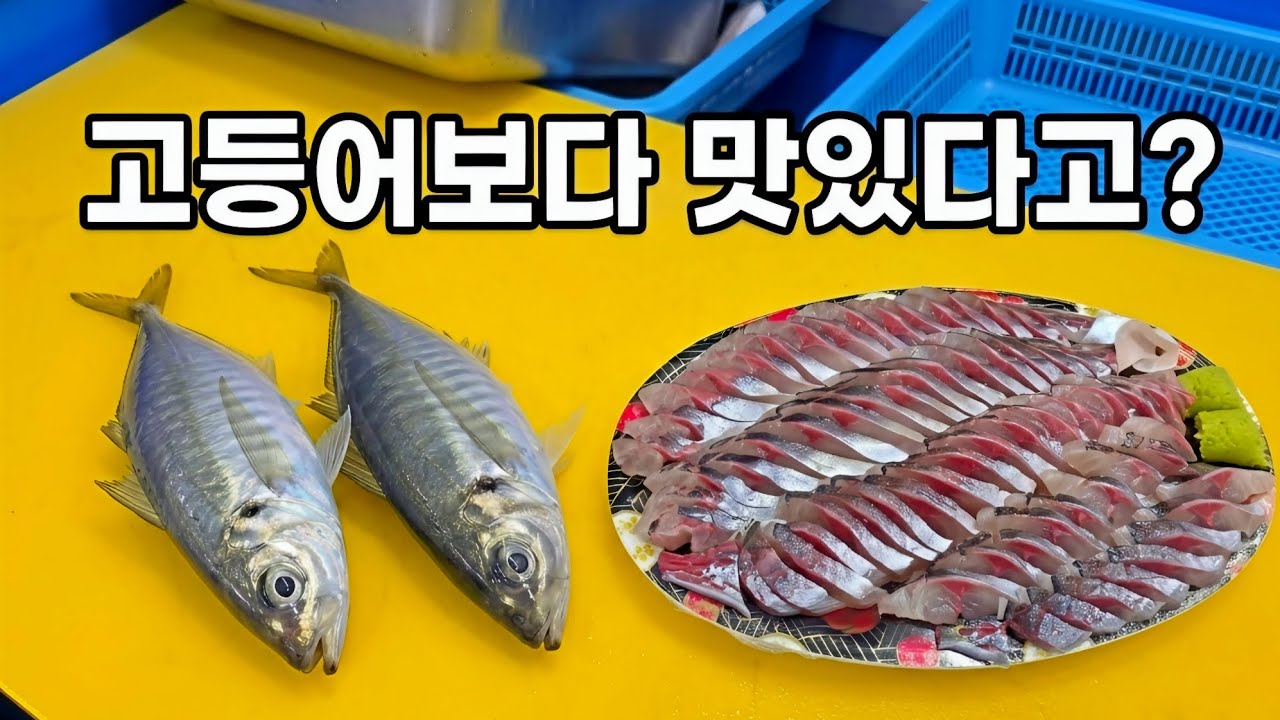 기름기는 꽉 찼는데 비린내 제로? 고소함의 끝판왕 전갱이! 회뜨기!