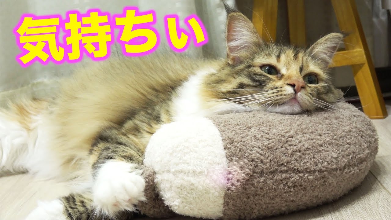 猫用まくらにちゃちゃ大満足！