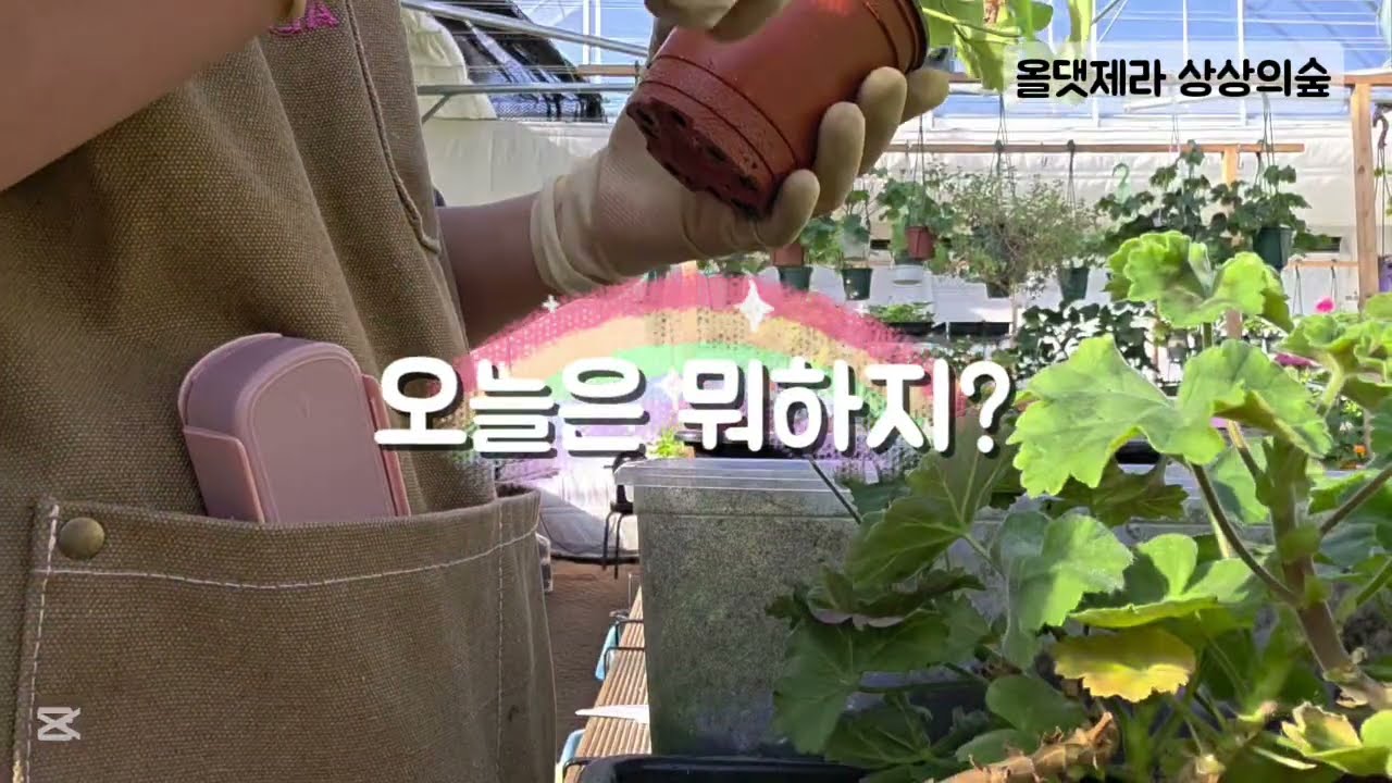 오늘은 뭐하지? 제라늄 킵장 일상  #올댓제라 #식집사 #제라늄관리 #꽃 #가드닝 #geranium #페라고늄 #pelargonium #indoorplants #실내가드닝 