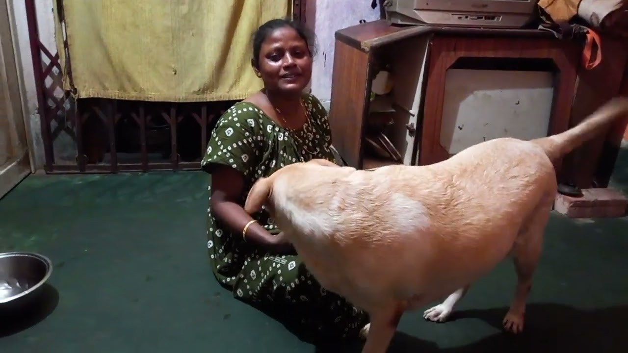 গতকাল মিমি আর গুগলু চিকেন পকোড়া খাচ্ছে দেখুন