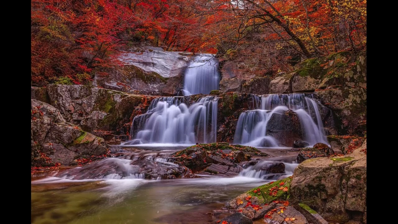 Forest Stream Harmony