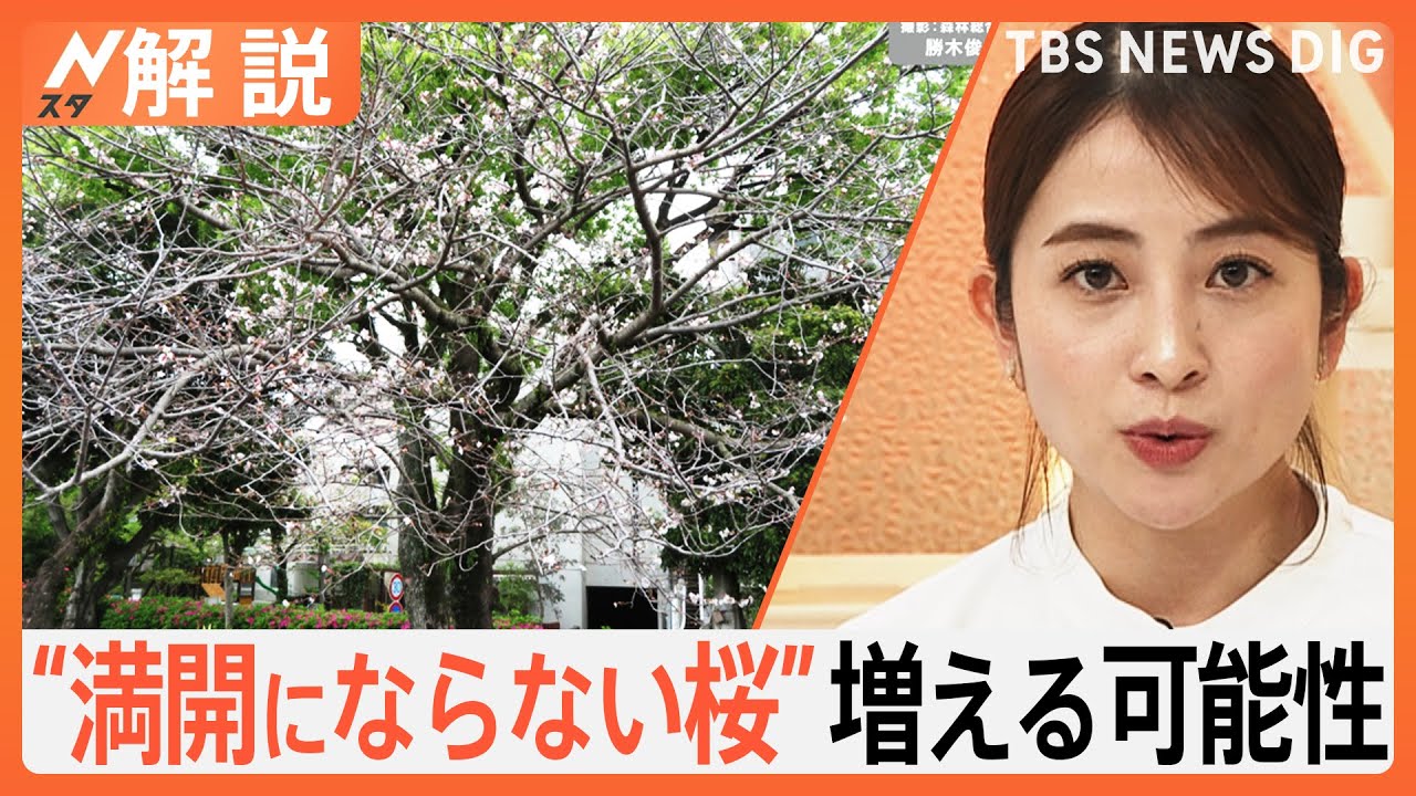 なぜ？「満開にならない桜」増加　“開花サイクル”に乱れで「開花しない」おそれも【Nスタ解説】｜TBS NEWS DIG