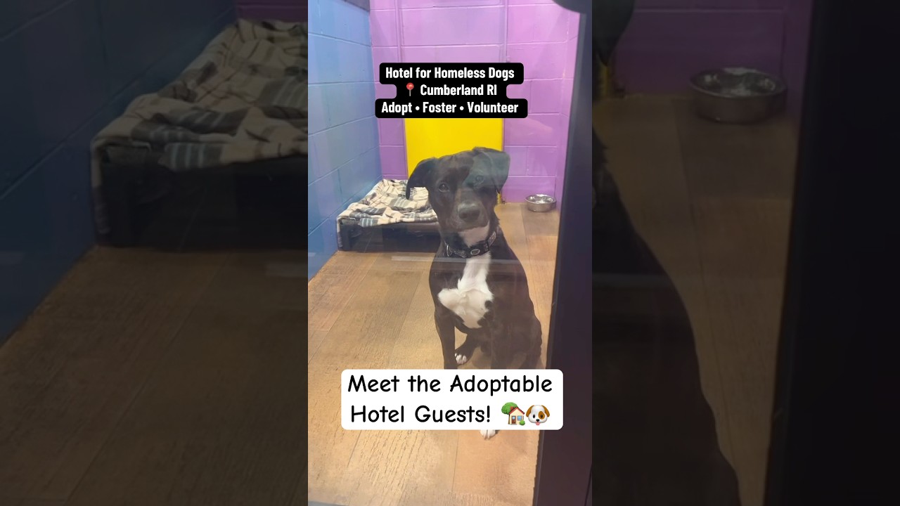 Meet the Adoptable Hotel Guests 🏡🐶🤍
