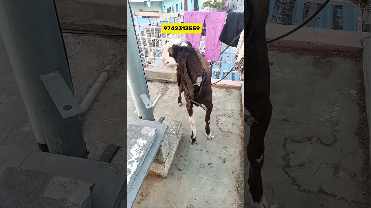 Pure Hyderabadi Goat Kid 🐐 | Long Ears | Top Quality | Challenging Price in Bangalore