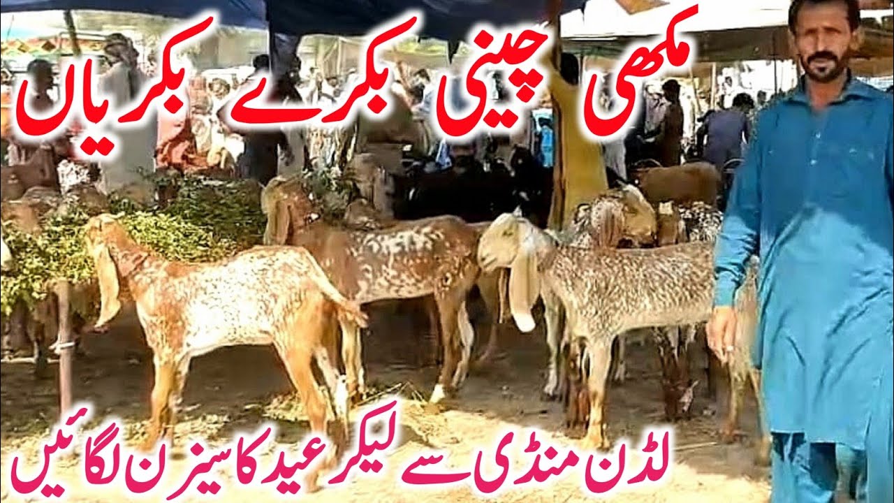 Luddan Mandi | Makhi Chini Bakre Bakriyan | Latest Goat Prices || Global Village Farming