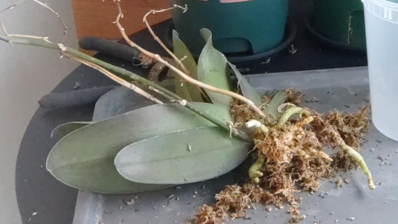 收到朋友蝴蝶蘭年花即來翻盆看看 #orchidshare #orchids​ #蘭花 #蝴蝶蘭爛根 #蘭花水培