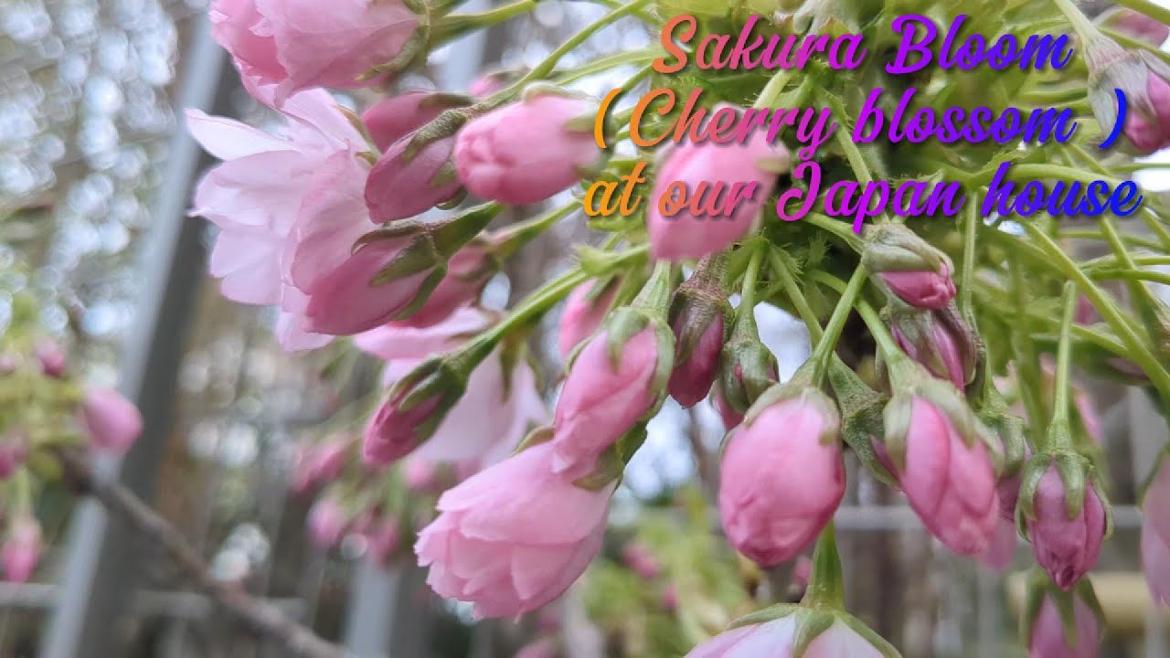 Our house Sakura buds to bloom (Cherry Blossom)