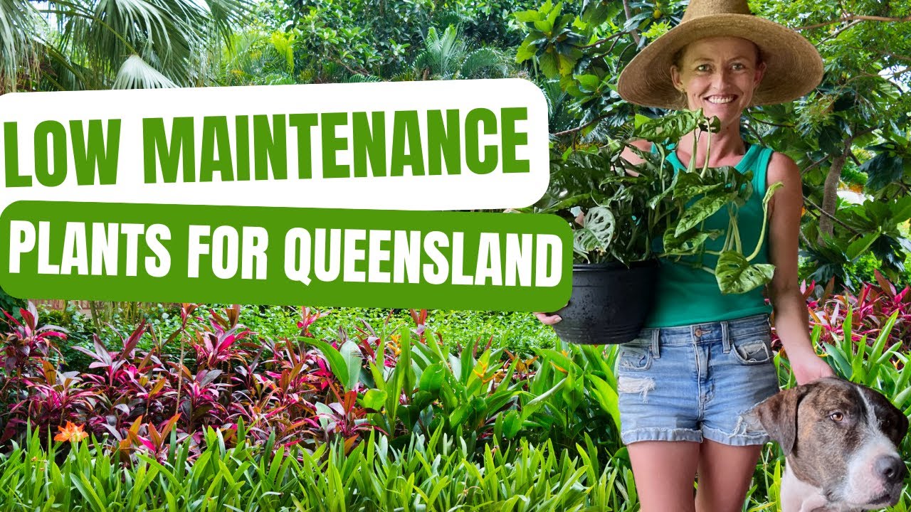 11 Low Maintenance Plants for Queensland That Thrive Without Fuss