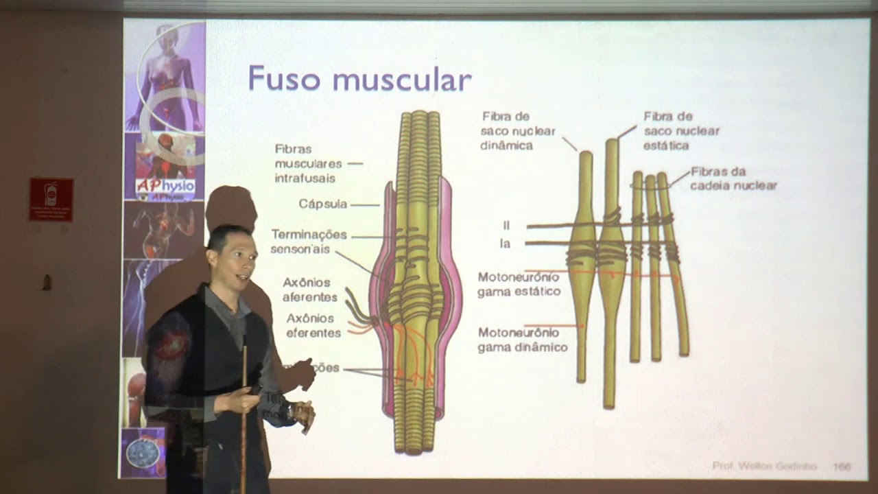 fuso muscular e orgão tendinoso de golgi