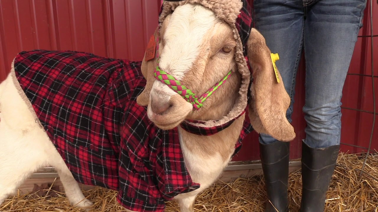 Goat Coats, Coats for Goats