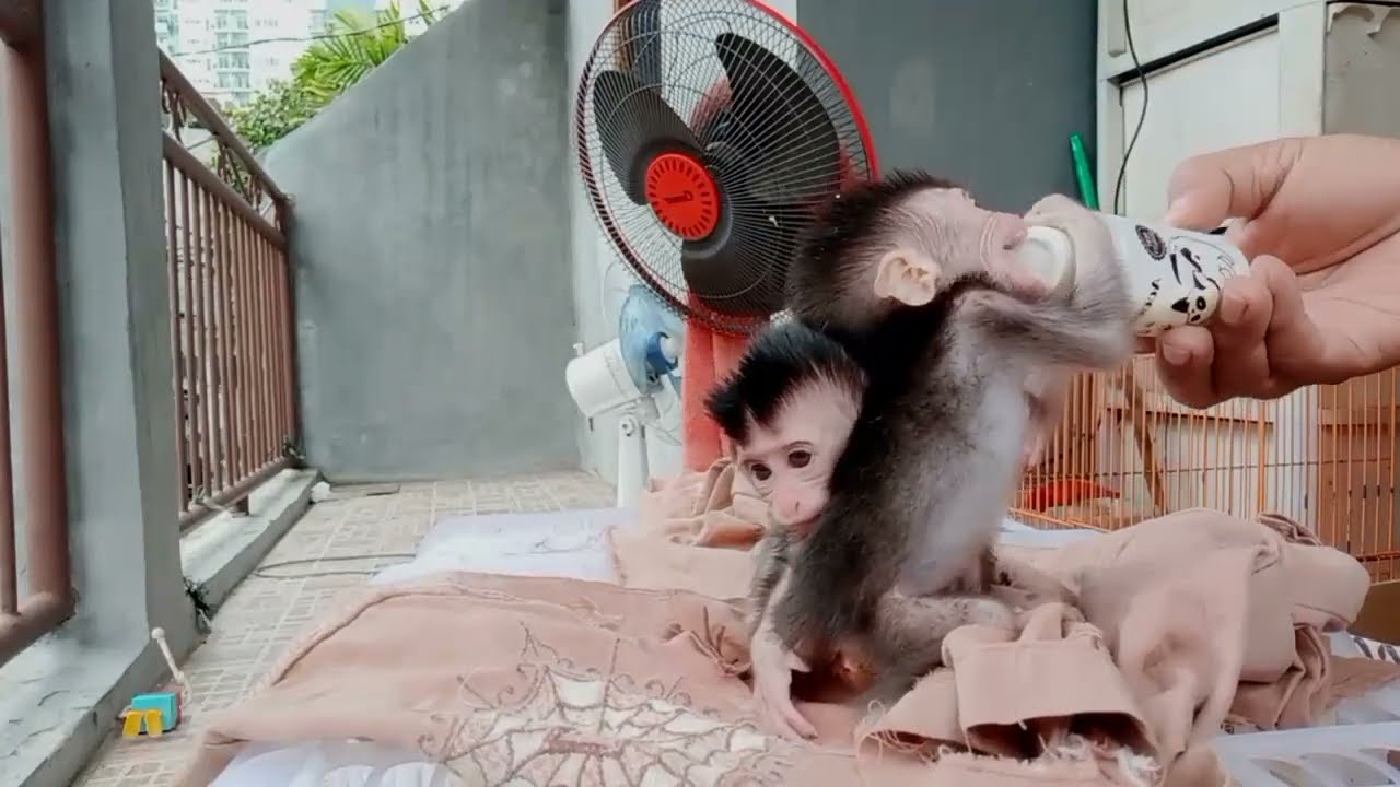 Bayi Monyet Donni dan Donna