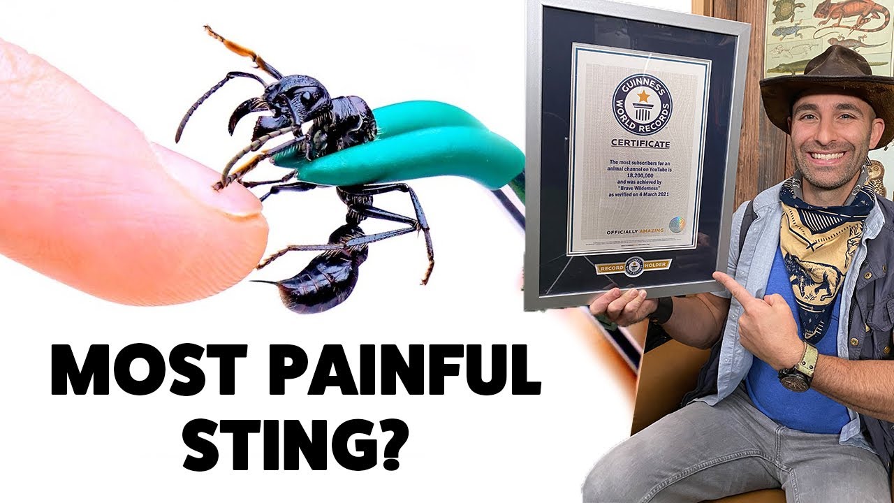 Top 10 Brave Wilderness Videos - Guinness World Records