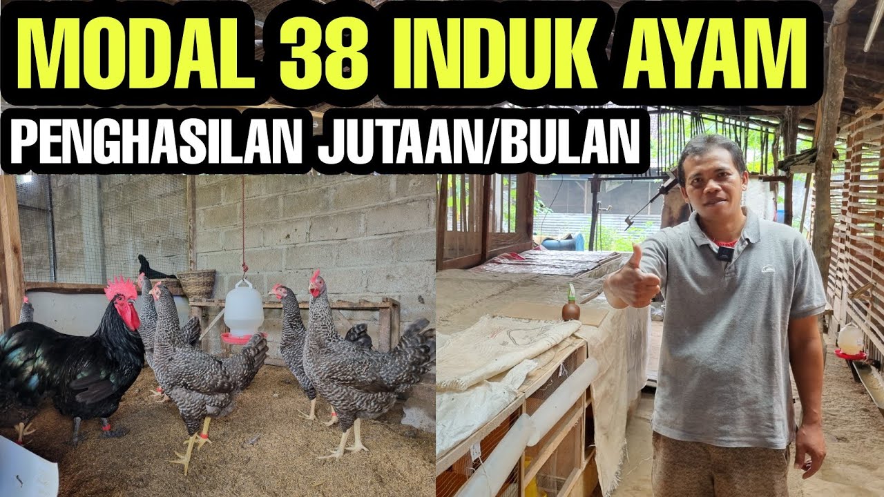 LUAR BIASA!! AYAM KAMPUNG JADI USAHA POKOK💯
