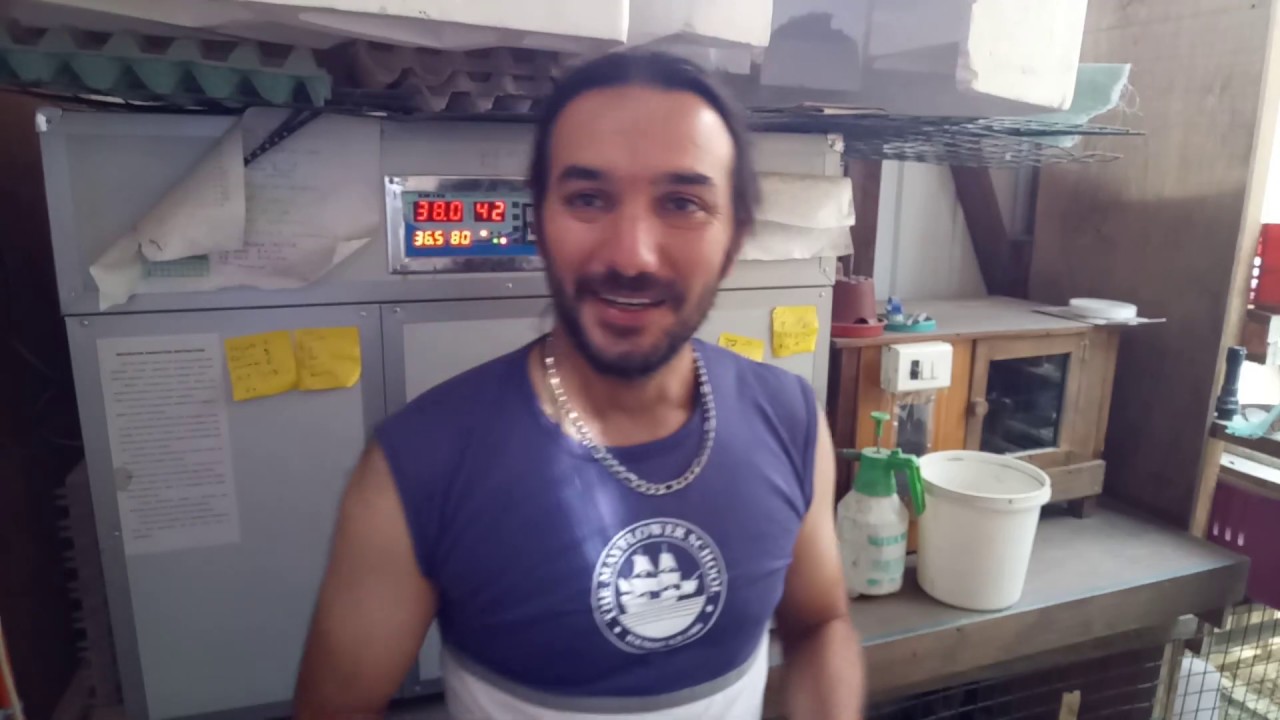 Prueba de incubadora 176🥚explicativo