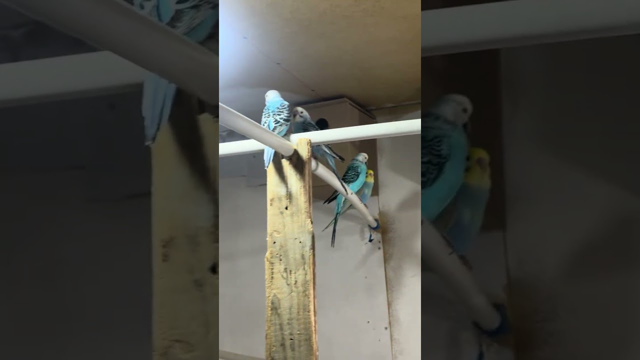 #birds