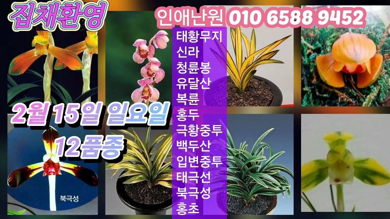 2월 15일 일요일 태황무지 신라 청륜봉 유달산 단엽성복륜 홍두 극황중투 백두산 입변중투 태극선 북극성 홍초 12품종 판매합니다