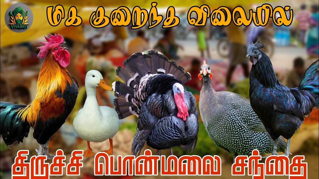 மிக மிக குறைந்த விலையில் கோழி கிடைக்கும் | திருச்சி பொன்மலை சந்தை...