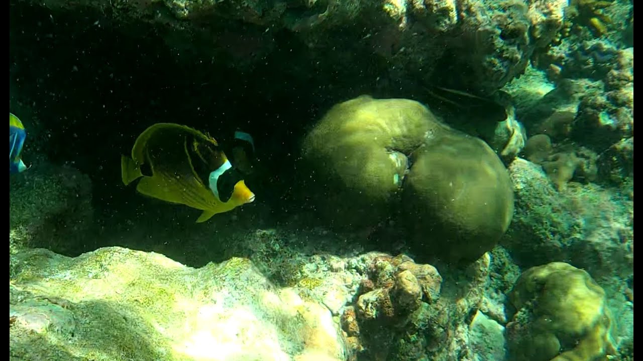 Raccoon butterflyfish - Chaetodon lunula - Pesce farfalla mezzaluna - www.intotheblue.it