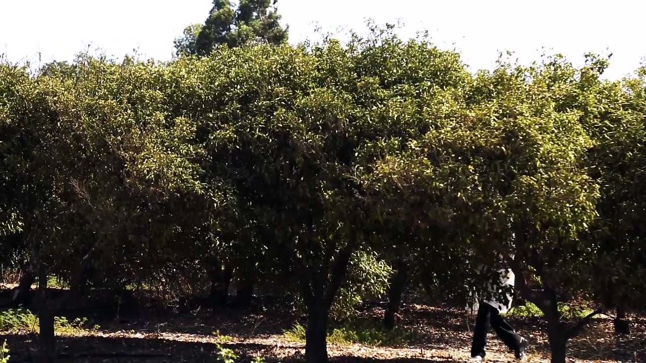 Yachad - Beri Weber | Official Music Video | בערי וועבער - יחד | קליפ רשמי