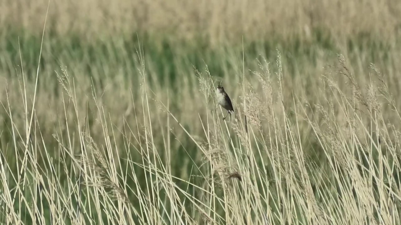 Een vrolijke noot uit natuurgebied It Swin (Het Zwin)