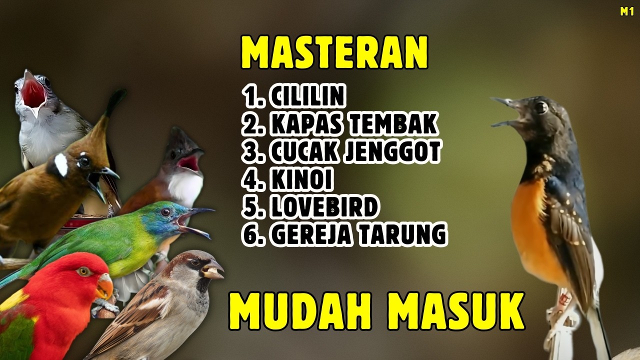 🔴 DONGKRAK EMOSI NAIK || MASTERAN MEWAH MURAI BATU GACOR