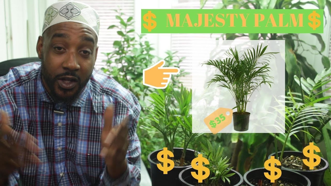 "Majesty Palm Propagation HACK Revealed! 🌴🌿 Watch This Incredible Growth Experiment!"