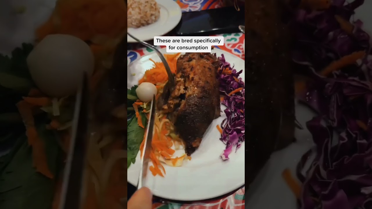 Eating stuffed grilled Pigeon in Egypt!