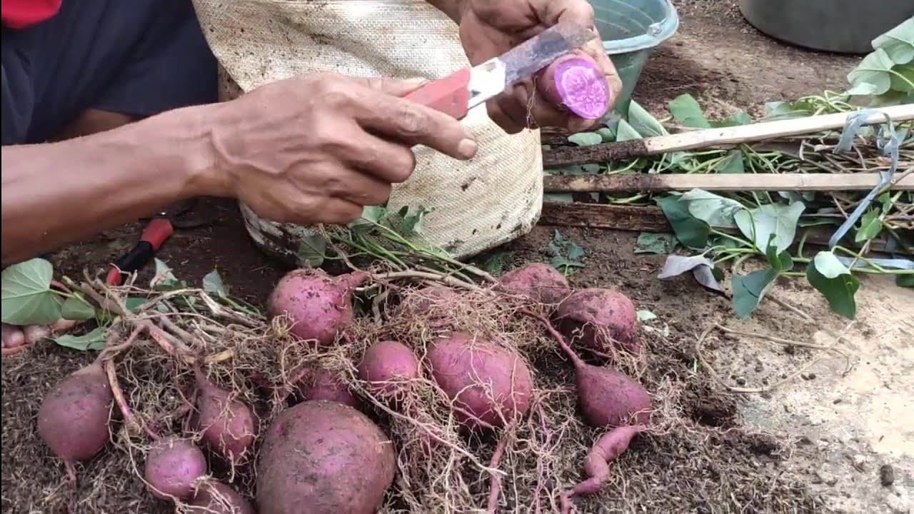 CARA TANAM, MERAWAT, DAN PANEN UBI JALAR UNGU !!