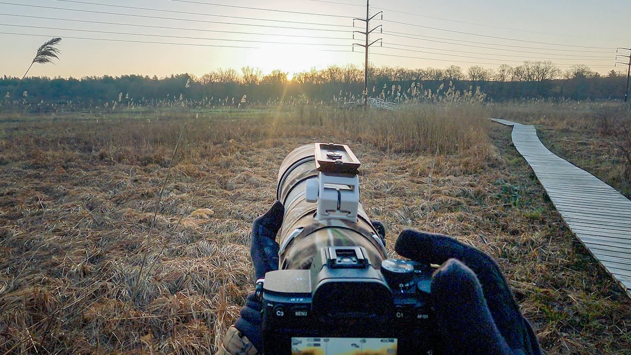 Sunrise POV Walk Around the Pond | Bird Photography | Sony A7IV + Sony 200-600 | Waterfowl