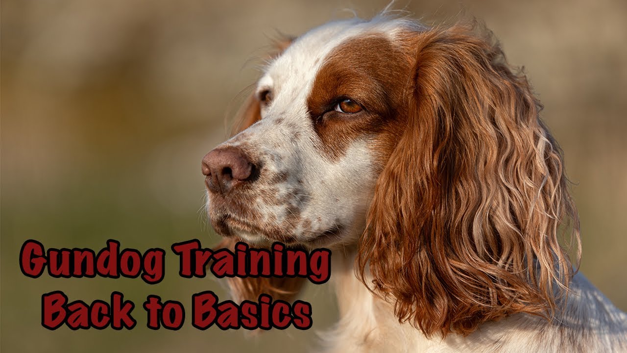 Gundog Training - Back to Basics