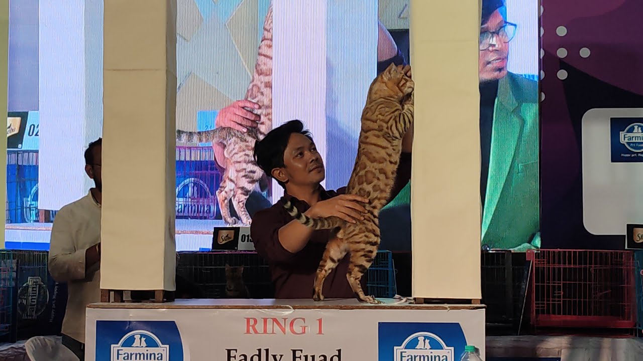 FCI CAT  SHOW | THE FELINE CLUB OF INDIA | PUNE |FCI'S CHAMPIONSHIPS  CAT SHOW | PETGALA |IN INDIA