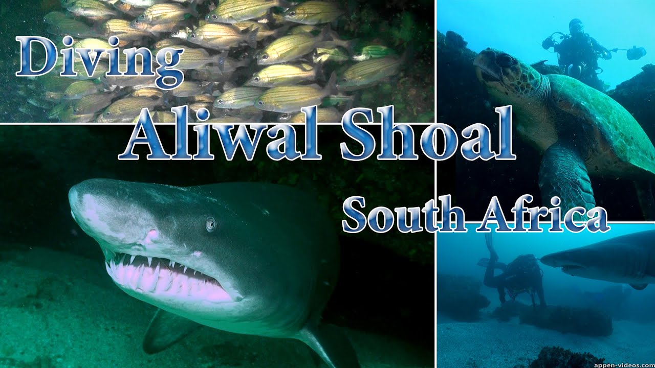 Aliwal Shoal Diving, South Africa