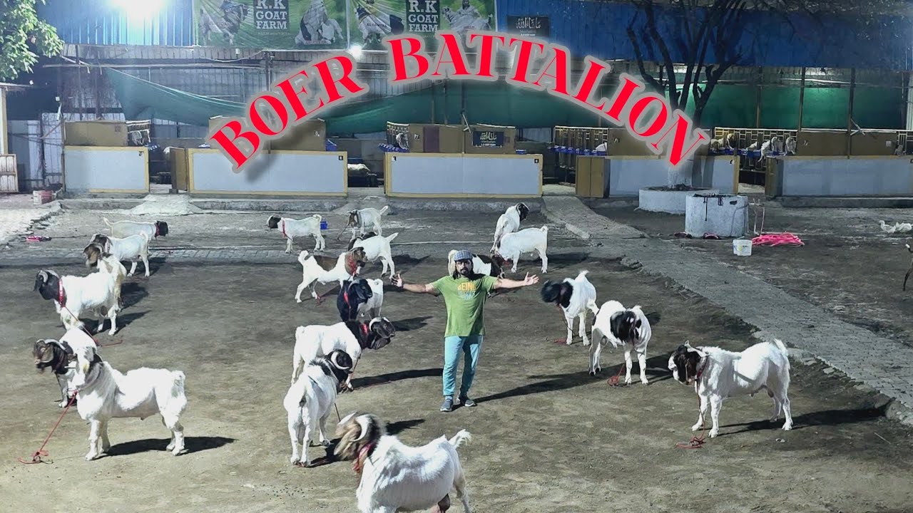 Boer battalion...@Rkgoatfarm @Rkvlogs-kg9ps