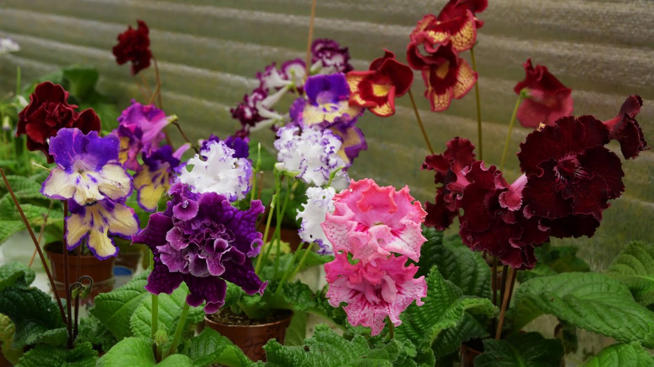 Стрептокарпусовый дом. Обзор сортов Dimetris 13,06,2023 Селекция стрептокарпусов.