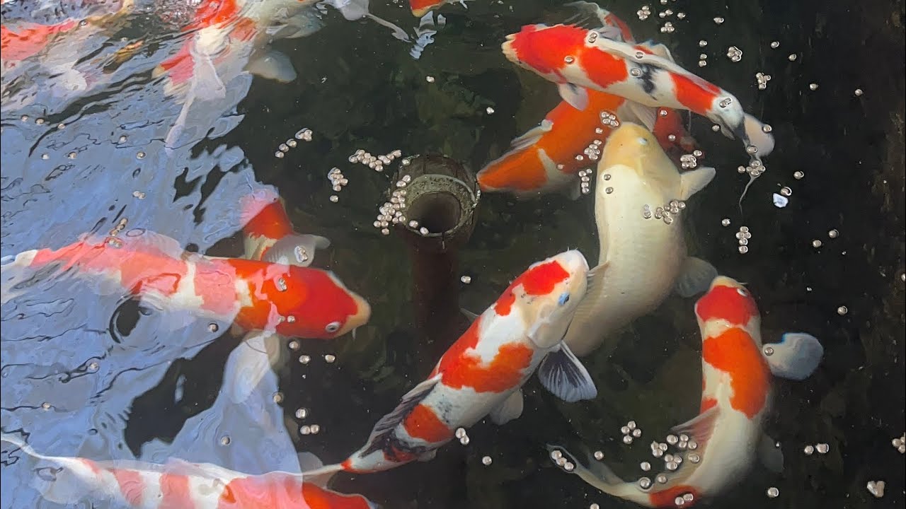 Sài Gòn Koi Farm - Lô cá Koi đẹp phục vụ tết 2026