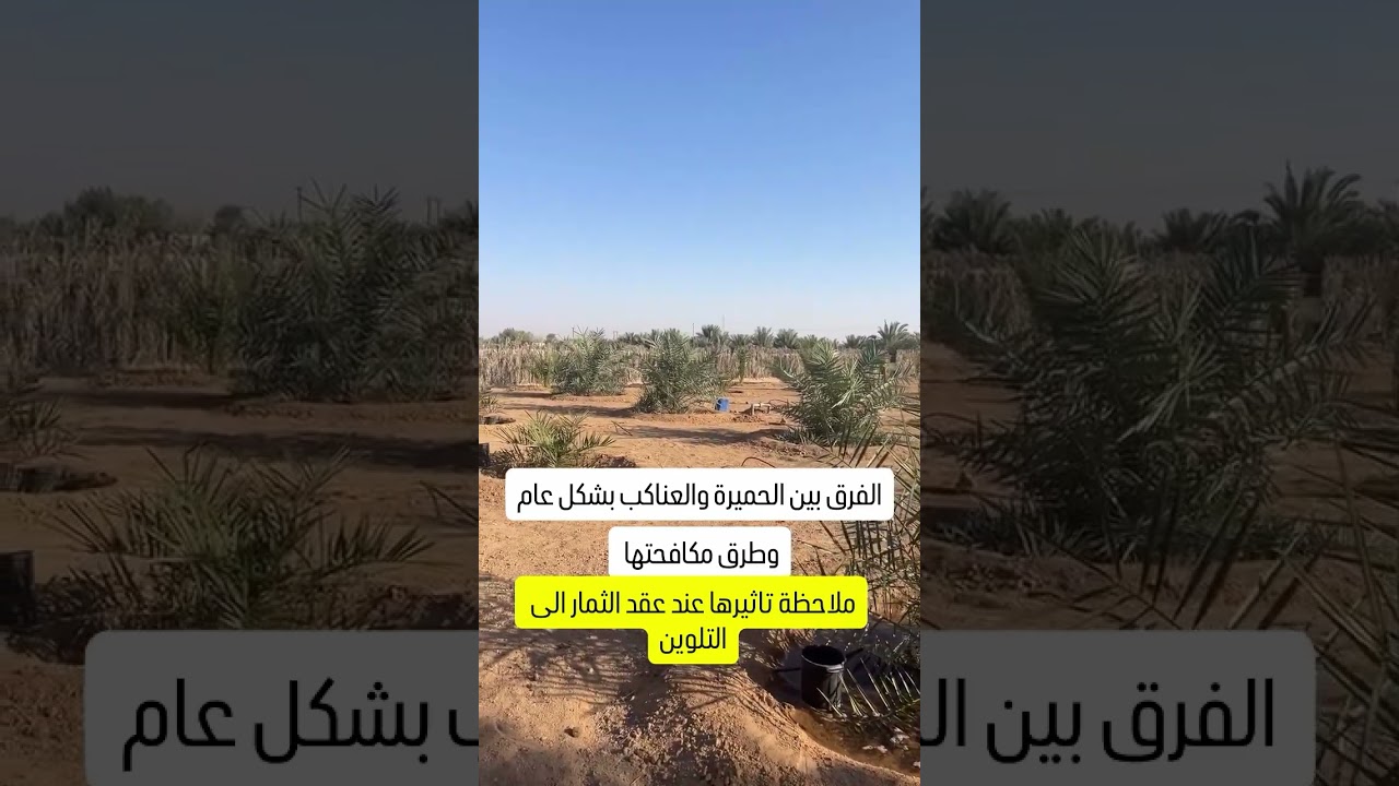 الفرق بين الحميرة والعناكب ومدى تاثيرها على ثمار النخيل 
