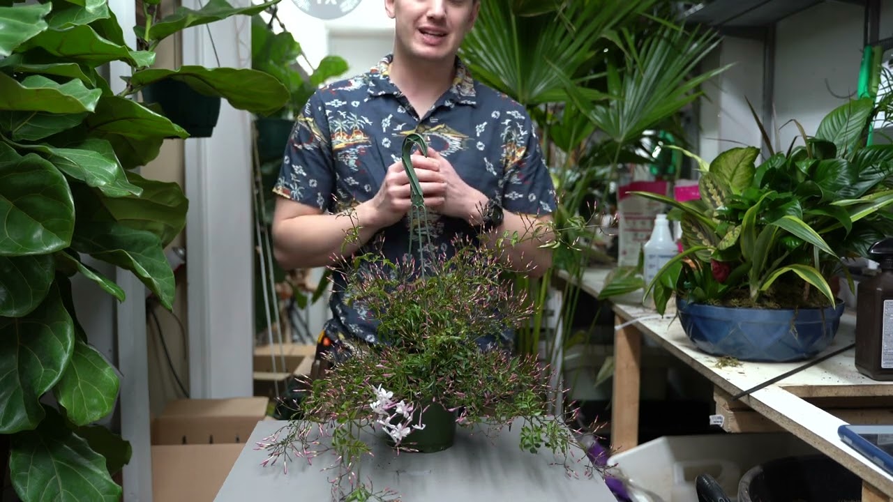 Руководство по уходу за жасмином