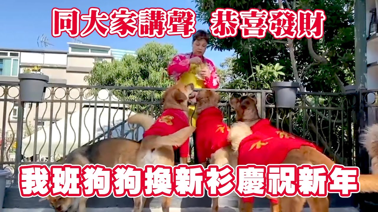 大年初二！我班狗狗都換晒新衫慶祝新年 同大家講聲 恭喜發財