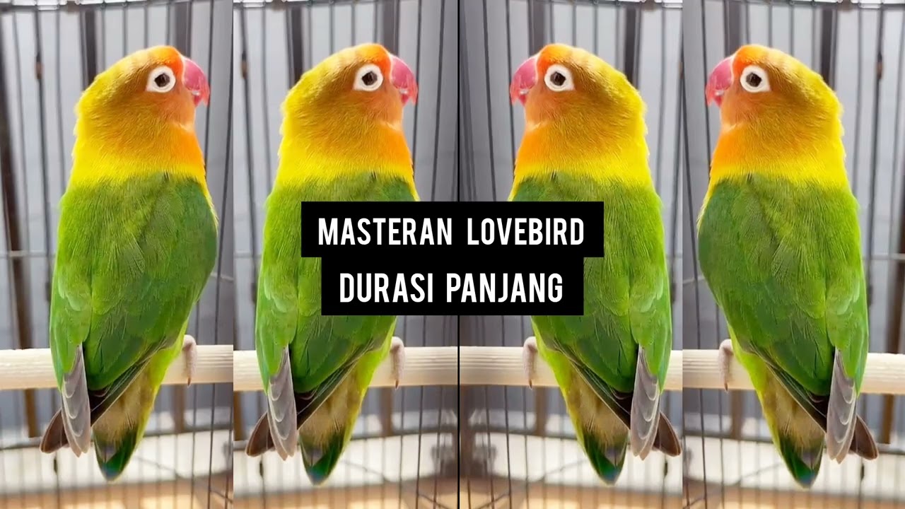 Masteran Lovebird durasi panjang #lovebirds #lovebirdfighter #lovebirdpaud #masteranmuraibatu 
