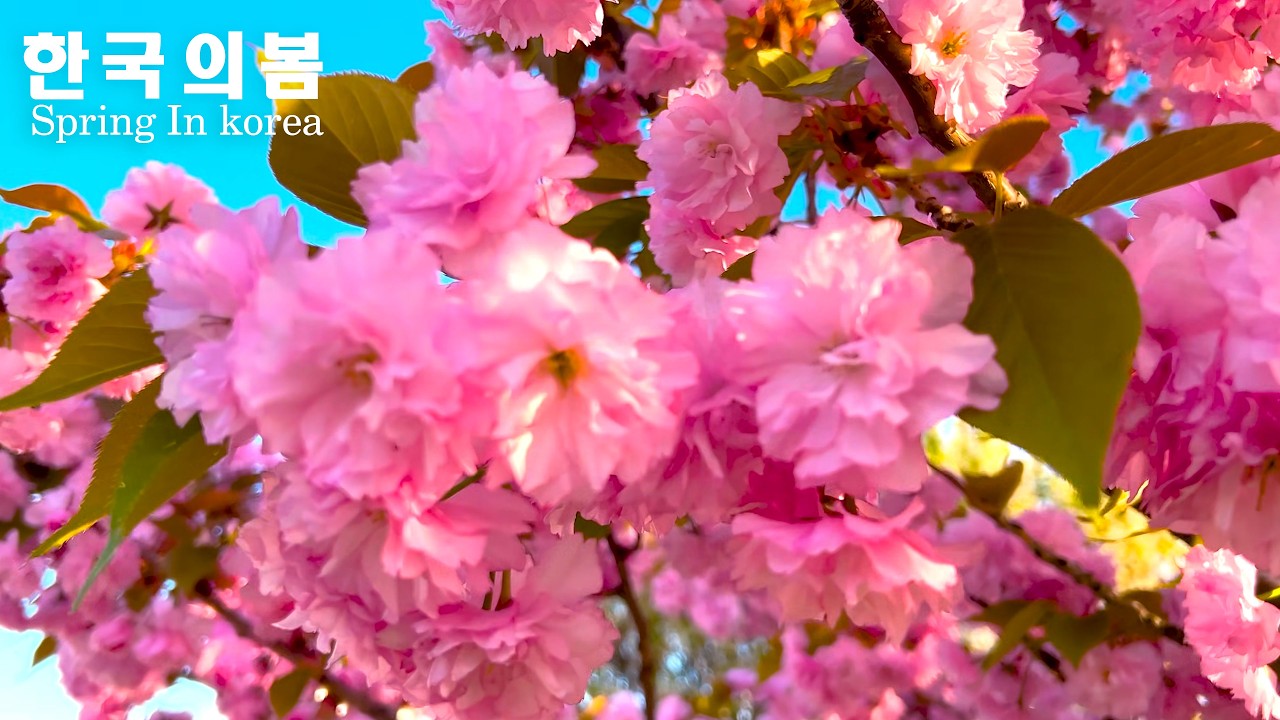 Корея 4K | Цветущая сакура, спокойное озеро и мирная деревня весной в Корее