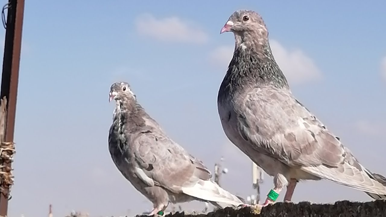 السلام عليكم ♥️👍آخر توليعة 😔😥قررت نحيد لحمام تحياتي للجميع ♥️👍
