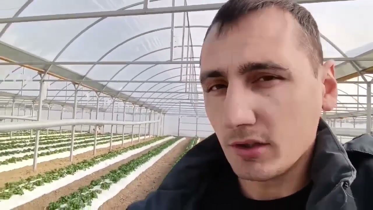 Сорт Мурано, начало цветения в теплице, Белореченский район