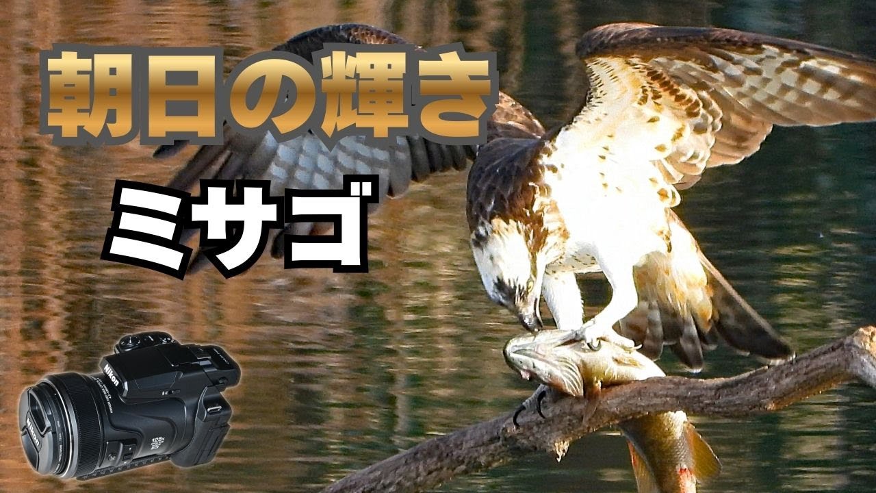 朝日の輝き　ミサゴ