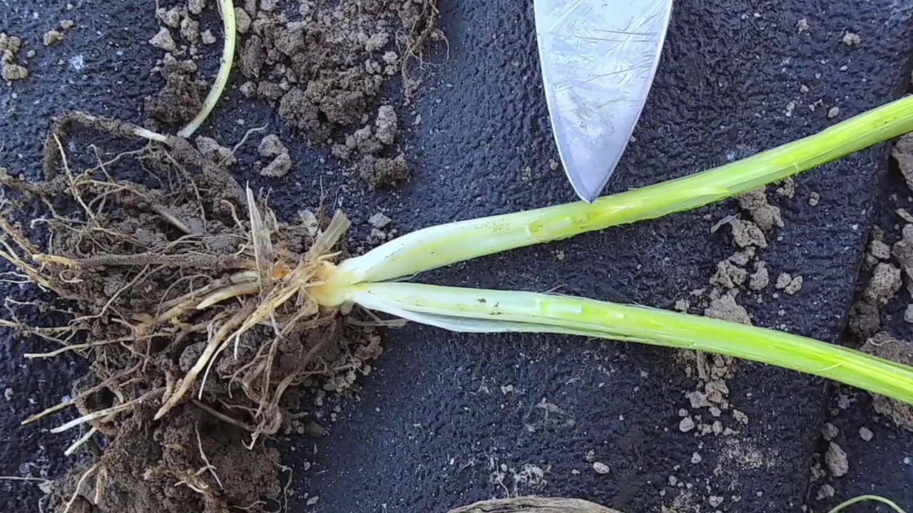 Wheat School: Plant growth regulators for winter wheat